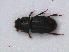 (Oxyomus - RMNH.INS.535751)  @14 [ ] CreativeCommons - Attribution Non-Commercial Share-Alike (2012) Unspecified Naturalis, Biodiversity Centre
