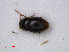  ( - RMNH.INS.535762)  @12 [ ] CreativeCommons - Attribution Non-Commercial Share-Alike (2012) Unspecified Naturalis, Biodiversity Centre