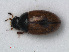  ( - RMNH.INS.535779)  @11 [ ] CreativeCommons - Attribution Non-Commercial Share-Alike (2013) Unspecified Naturalis Biodiversity Center