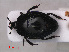  ( - RMNH.INS.535788)  @13 [ ] CreativeCommons - Attribution Non-Commercial Share-Alike (2012) Unspecified Naturalis, Biodiversity Centre