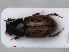  ( - RMNH.INS.535806)  @13 [ ] CreativeCommons - Attribution Non-Commercial Share-Alike (2012) Unspecified Naturalis, Biodiversity Centre
