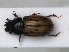  ( - RMNH.INS.535807)  @12 [ ] CreativeCommons - Attribution Non-Commercial Share-Alike (2012) Unspecified Naturalis, Biodiversity Centre
