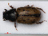  (Chilothorax - RMNH.INS.535809)  @15 [ ] CreativeCommons - Attribution Non-Commercial Share-Alike (2012) Unspecified Naturalis, Biodiversity Centre