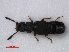  (Anotylus tetracarinatus - RMNH.INS.535818)  @14 [ ] CreativeCommons - Attribution Non-Commercial Share-Alike (2012) Unspecified Naturalis, Biodiversity Centre