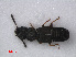  ( - RMNH.INS.535819)  @13 [ ] CreativeCommons - Attribution Non-Commercial Share-Alike (2012) Unspecified Naturalis, Biodiversity Centre