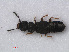  ( - RMNH.INS.535820)  @13 [ ] CreativeCommons - Attribution Non-Commercial Share-Alike (2012) Unspecified Naturalis, Biodiversity Centre
