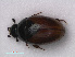  ( - RMNH.INS.535830)  @11 [ ] CreativeCommons - Attribution Non-Commercial Share-Alike (2012) Unspecified Naturalis, Biodiversity Centre