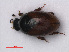  ( - RMNH.INS.535831)  @11 [ ] CreativeCommons - Attribution Non-Commercial Share-Alike (2012) Unspecified Naturalis, Biodiversity Centre