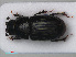  ( - RMNH.INS.535838)  @13 [ ] CreativeCommons - Attribution Non-Commercial Share-Alike (2012) Unspecified Naturalis, Biodiversity Centre