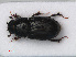  ( - RMNH.INS.535839)  @12 [ ] CreativeCommons - Attribution Non-Commercial Share-Alike (2012) Unspecified Naturalis, Biodiversity Centre