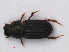  ( - RMNH.INS.535840)  @12 [ ] CreativeCommons - Attribution Non-Commercial Share-Alike (2012) Unspecified Naturalis, Biodiversity Centre