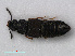  ( - RMNH.INS.535860)  @13 [ ] CreativeCommons - Attribution Non-Commercial Share-Alike (2012) Unspecified Naturalis, Biodiversity Centre