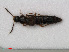  ( - RMNH.INS.535867)  @11 [ ] CreativeCommons - Attribution Non-Commercial Share-Alike (2012) Unspecified Naturalis, Biodiversity Centre