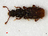  ( - RMNH.INS.535049)  @12 [ ] CreativeCommons - Attribution Non-Commercial Share-Alike (2012) Unspecified Naturalis, Biodiversity Centre