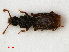  ( - RMNH.INS.535051)  @12 [ ] CreativeCommons - Attribution Non-Commercial Share-Alike (2012) Unspecified Naturalis, Biodiversity Centre