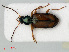  ( - RMNH.INS.535128)  @14 [ ] CreativeCommons - Attribution Non-Commercial Share-Alike (2012) Unspecified Naturalis, Biodiversity Centre