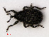 (Rhinusa antirrhini - RMNH.INS.535185)  @13 [ ] CreativeCommons - Attribution Non-Commercial Share-Alike (2012) Unspecified Naturalis, Biodiversity Centre