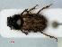  (Nimbus - RMNH.INS.535345)  @14 [ ] CreativeCommons - Attribution Non-Commercial Share-Alike (2012) Unspecified Naturalis, Biodiversity Centre