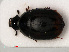  ( - RMNH.INS.535383)  @11 [ ] CreativeCommons - Attribution Non-Commercial Share-Alike (2012) Unspecified Naturalis, Biodiversity Centre