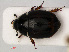  ( - RMNH.INS.535384)  @11 [ ] CreativeCommons - Attribution Non-Commercial Share-Alike (2012) Unspecified Naturalis, Biodiversity Centre