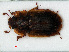  ( - RMNH.INS.535481)  @11 [ ] CreativeCommons - Attribution Non-Commercial Share-Alike (2012) Unspecified Naturalis, Biodiversity Centre