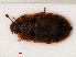  ( - RMNH.INS.535482)  @11 [ ] CreativeCommons - Attribution Non-Commercial Share-Alike (2012) Unspecified Naturalis, Biodiversity Centre