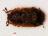  ( - RMNH.INS.535483)  @11 [ ] CreativeCommons - Attribution Non-Commercial Share-Alike (2012) Unspecified Naturalis, Biodiversity Centre