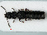  ( - RMNH.INS.535484)  @14 [ ] CreativeCommons - Attribution Non-Commercial Share-Alike (2012) Unspecified Naturalis, Biodiversity Centre