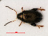  ( - RMNH.INS.535531)  @11 [ ] CreativeCommons - Attribution Non-Commercial Share-Alike (2012) Unspecified Naturalis, Biodiversity Centre