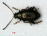  ( - RMNH.INS.535532)  @11 [ ] CreativeCommons - Attribution Non-Commercial Share-Alike (2012) Unspecified Naturalis, Biodiversity Centre
