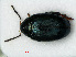  (Psylliodes chalcomerus - RMNH.INS.535534)  @13 [ ] CreativeCommons - Attribution Non-Commercial Share-Alike (2012) Unspecified Naturalis, Biodiversity Centre