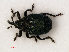  ( - RMNH.INS.535552)  @14 [ ] CreativeCommons - Attribution Non-Commercial Share-Alike (2012) Unspecified Naturalis, Biodiversity Centre