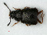  ( - RMNH.INS.535586)  @11 [ ] CreativeCommons - Attribution Non-Commercial Share-Alike (2012) Unspecified Naturalis, Biodiversity Centre