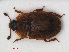  (Omosita depressa - RMNH.INS.535913)  @14 [ ] CreativeCommons - Attribution Non-Commercial Share-Alike (2012) Unspecified Naturalis, Biodiversity Centre