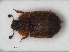  ( - RMNH.INS.535917)  @13 [ ] CreativeCommons - Attribution Non-Commercial Share-Alike (2012) Unspecified Naturalis, Biodiversity Centre