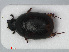  ( - RMNH.INS.535926)  @13 [ ] CreativeCommons - Attribution Non-Commercial Share-Alike (2012) Unspecified Naturalis, Biodiversity Centre