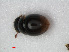  ( - RMNH.INS.535928)  @12 [ ] CreativeCommons - Attribution Non-Commercial Share-Alike (2012) Unspecified Naturalis, Biodiversity Centre