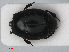  ( - RMNH.INS.535954)  @11 [ ] CreativeCommons - Attribution Non-Commercial Share-Alike (2012) Unspecified Naturalis, Biodiversity Centre