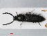  (Limonius minutus - RMNH.INS.535987)  @14 [ ] CreativeCommons - Attribution Non-Commercial Share-Alike (2012) Unspecified Naturalis, Biodiversity Centre