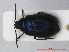  ( - RMNH.INS.535988)  @12 [ ] CreativeCommons - Attribution Non-Commercial Share-Alike (2012) Unspecified Naturalis, Biodiversity Centre