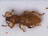  ( - RMNH.INS.536482)  @13 [ ] CreativeCommons - Attribution Non-Commercial Share-Alike (2013) Unspecified Naturalis Biodiversity Center