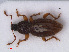  ( - RMNH.INS.536483)  @13 [ ] CreativeCommons - Attribution Non-Commercial Share-Alike (2013) Unspecified Naturalis Biodiversity Center