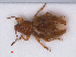  ( - RMNH.INS.536484)  @13 [ ] CreativeCommons - Attribution Non-Commercial Share-Alike (2013) Unspecified Naturalis Biodiversity Center