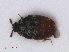  ( - RMNH.INS.536493)  @13 [ ] CreativeCommons - Attribution Non-Commercial Share-Alike (2013) Unspecified Naturalis Biodiversity Center