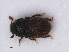  (Phloeosinus rudis - RMNH.INS.536521)  @13 [ ] CreativeCommons - Attribution Non-Commercial Share-Alike (2013) Unspecified Naturalis Biodiversity Center
