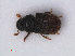  ( - RMNH.INS.536522)  @12 [ ] CreativeCommons - Attribution Non-Commercial Share-Alike (2013) Unspecified Naturalis Biodiversity Center