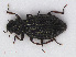  (Hydrochus megaphallus - RMNH.INS.536617)  @13 [ ] CreativeCommons - Attribution Non-Commercial Share-Alike (2013) Unspecified Naturalis Biodiversity Center