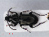  ( - RMNH.INS.536621)  @13 [ ] CreativeCommons - Attribution Non-Commercial Share-Alike (2013) Unspecified Naturalis Biodiversity Center