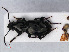 ( - RMNH.INS.536623)  @13 [ ] CreativeCommons - Attribution Non-Commercial Share-Alike (2013) Unspecified Naturalis Biodiversity Center