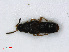  ( - RMNH.INS.536687)  @11 [ ] CreativeCommons - Attribution Non-Commercial Share-Alike (2013) Unspecified Naturalis Biodiversity Center